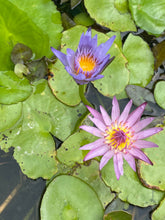 Load image into Gallery viewer, Find Your Calm: Online Workshop (Videos)