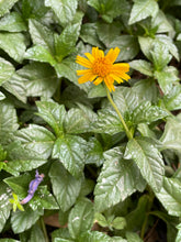 Load image into Gallery viewer, Find Your Calm: Online Workshop (Videos)